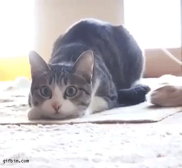 1399145865_cat_getting_ready_for_attack.gif