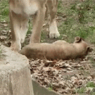 Lion mother drags cub