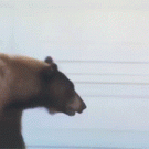 Bear and man scare each other