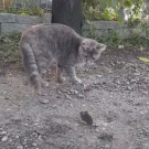 Chicken catches mouse in front of cat