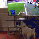 Dog goes for ball kicked on TV