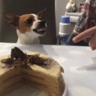 Dog is angry but likes cake