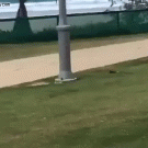 Dog jumping over fence overshoot