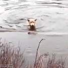 Dog vs. log on the lake