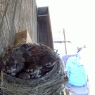 Hawk steals two baby robins out of their nest