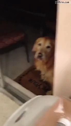 Dog confused by glass door