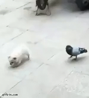 Puppy playing with pigeon
