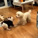 Dogs doing mirror play bows