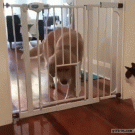 Dog gets through small pet door