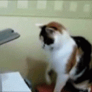 Cat vs. printer