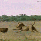 Lion catches hiena