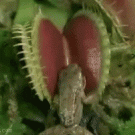 Venus Flytrap eats frog