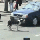 Dog bites license plate off car