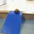 Turtle on a slide