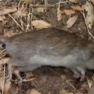 Time-lapse rotting rat