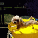 Dog doesn't want to bath