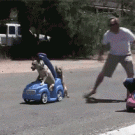 Dog vs. girl car race
