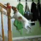 Dog hangs by frisbee