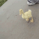 Duckling chases cameraman