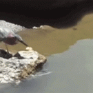 Bird uses bait to catch fish