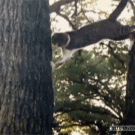 Cat climbs between two trees