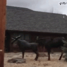 Moose tries to mate with statue
