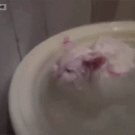 Kitten does not want to leave warm bath