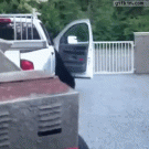Bear opens car door like a person
