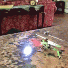 Dog vs. toy helicopter