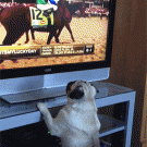 Pug tries to catch horse on TV