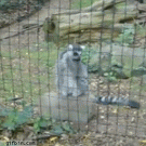 Dancing lemur