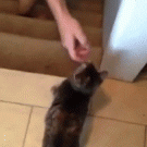 Amputee cat descends stairs on front legs