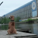 Man falls in water while taking picture of his dog