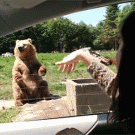 Bear catches piece of bread