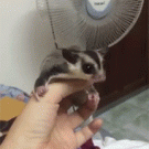 Sugar glider practices fling in front of fan