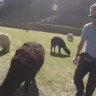 Llama spits guy in the face