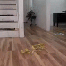 SpotMini robot slipping on banana peels