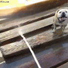 Bulldog slips on wooden walkway