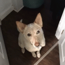 Dog wants to go for a walk