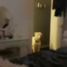 Playing hide-and-seek with dog