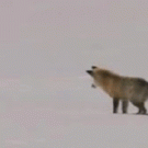 Fox hunting in the snow
