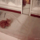 Kitten gets freaked out by mirror