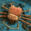 Spider crab molting (time-lapse)