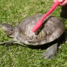 Turtle toothbrush dance