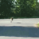 Deer jumps over car