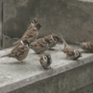 Sparrow fight