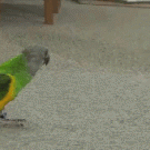 Parrot is playing dead