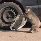 Monkey steals wheel cover