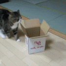 Maru getting in a small box