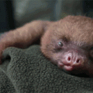 Cute baby sloth yawns